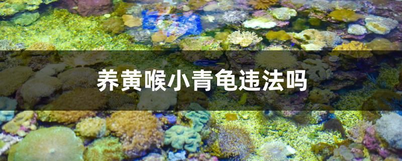 養黃喉小青龜違法嗎 養黃喉小青龜違法嗎 速倍妥魚糧魚藥