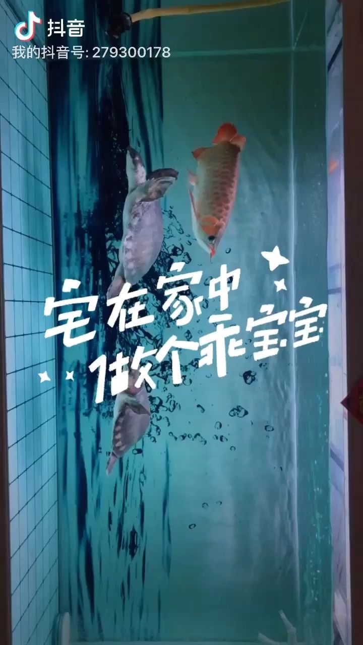 界首市西城一諾水族金魚店 界首市西城一諾水族金魚店 全國水族館企業名錄 第2張