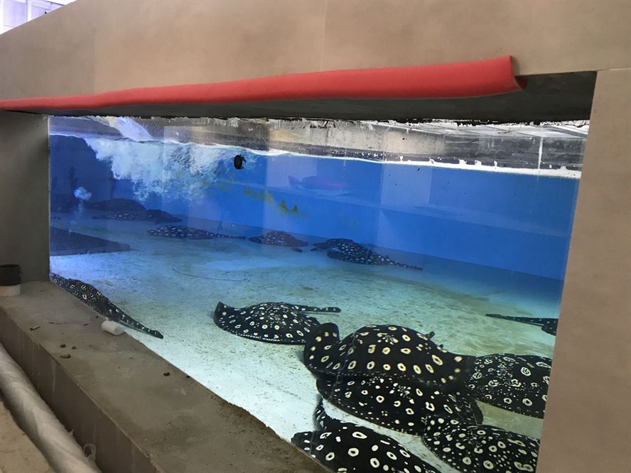 魟魚爛邊多久能長(zhǎng)好：魟魚爛邊多久能長(zhǎng)好[需手動(dòng)填充]魚爛邊的恢復(fù)時(shí)間取決于多種因素 魟魚爛邊多久能長(zhǎng)好：魟魚爛邊多久能長(zhǎng)好[需手動(dòng)填充]魚爛邊的恢復(fù)時(shí)間取決于多種因素 魟魚百科