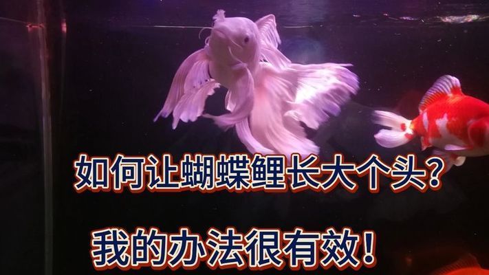 怎么讓蝴蝶鯉快速長(zhǎng)大（如何讓蝴蝶鯉快速長(zhǎng)大） 怎么讓蝴蝶鯉快速長(zhǎng)大（如何讓蝴蝶鯉快速長(zhǎng)大） 蝴蝶鯉百科 第1張