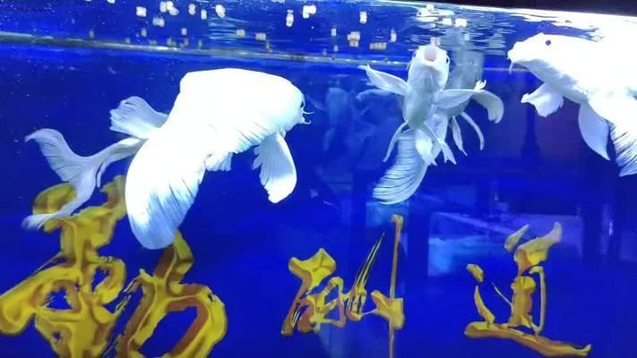 怎么讓蝴蝶鯉快速長(zhǎng)大（如何讓蝴蝶鯉快速長(zhǎng)大） 怎么讓蝴蝶鯉快速長(zhǎng)大（如何讓蝴蝶鯉快速長(zhǎng)大） 蝴蝶鯉百科 第2張