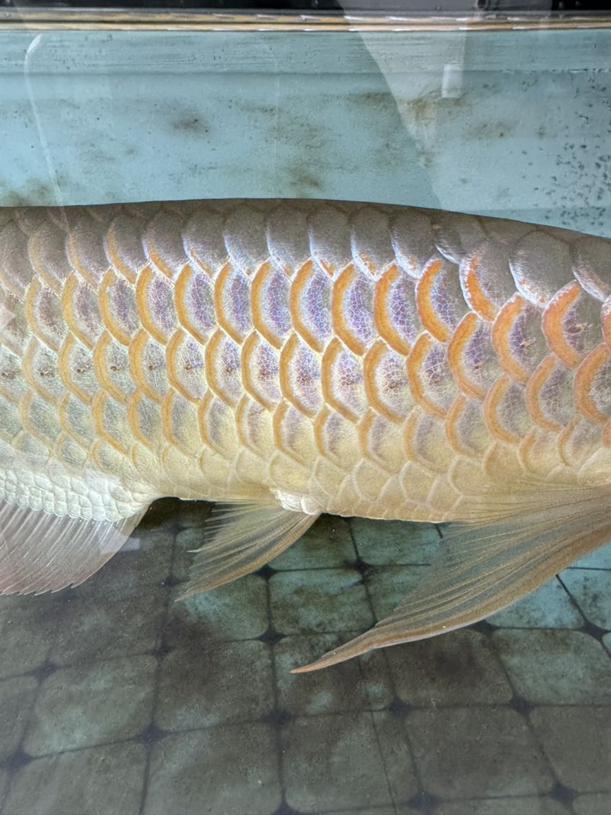 白缸飛利浦6500K一支頂燈
