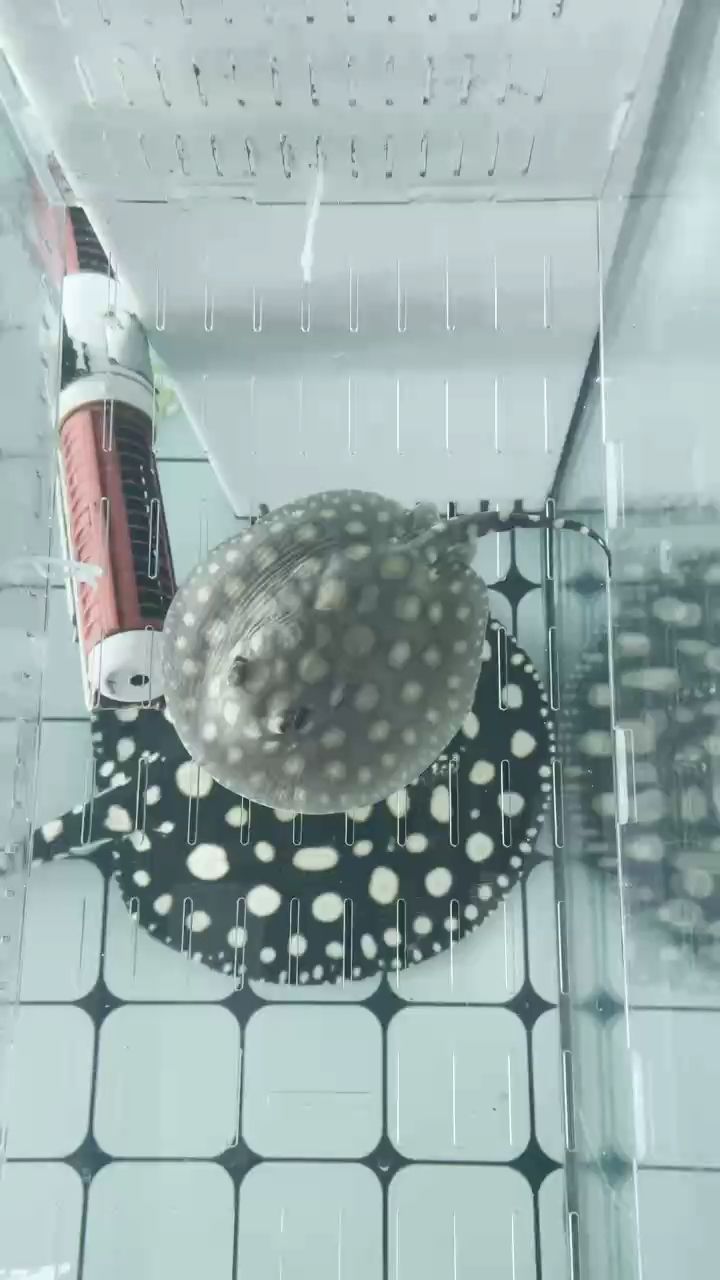 突然的下小魚了，沒見交配，沒見懷孕，意外驚喜！！！ 突然的下小魚了，沒見交配，沒見懷孕，意外驚喜！！！ 龍魚論壇