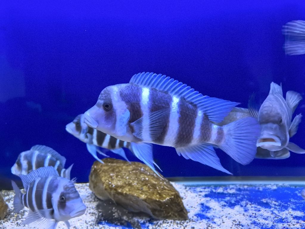 成長日記 龍魚論壇 第1張 成長日記 成長日記 龍魚論壇 第1張