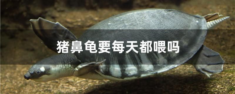 龍魚干蝦有營養(yǎng)嗎 豬鼻龜要每天都喂嗎 元寶鳳凰魚百科 豬鼻龜要每天都喂嗎 豬鼻龜要每天都喂嗎 元寶鳳凰魚百科