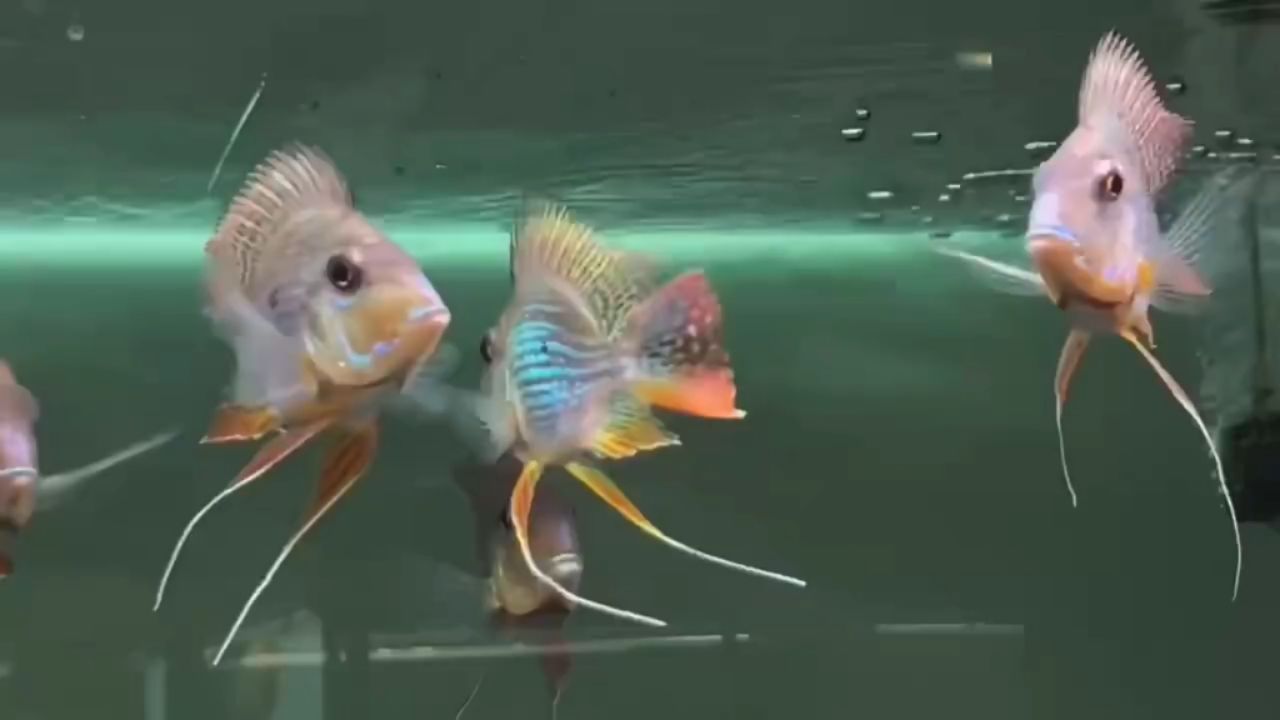 進口元寶鳳凰魚(馬來西亞祥龍魚場)