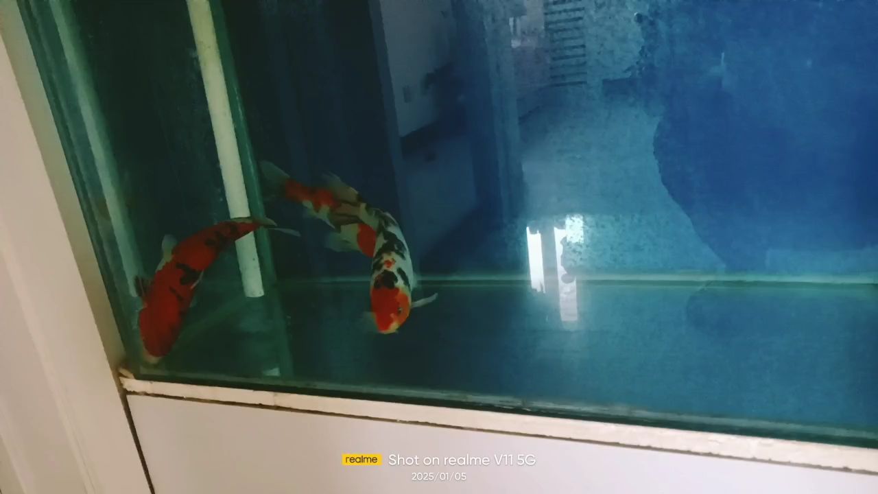 那位大神快指點(diǎn)一下從前天起開始就這樣了，游的好好的突然就翻身一會就死掉了，七八條魚就剩這三條了，急急急 那位大神快指點(diǎn)一下從前天起開始就這樣了，游的好好的突然就翻身一會就死掉了，七八條魚就剩這三條了，急急急 龍魚論壇