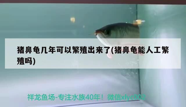豬鼻龜幾年可以繁殖出來了(豬鼻龜能人工繁殖嗎)