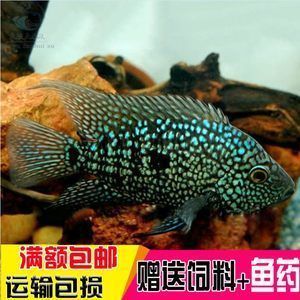 龍魚膽子小