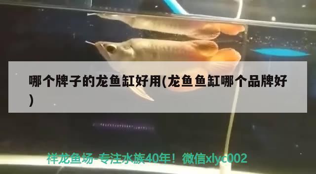 哪個牌子的龍魚缸好用(龍魚魚缸哪個品牌好) 哪個牌子的龍魚缸好用(龍魚魚缸哪個品牌好) 可麗愛魚缸