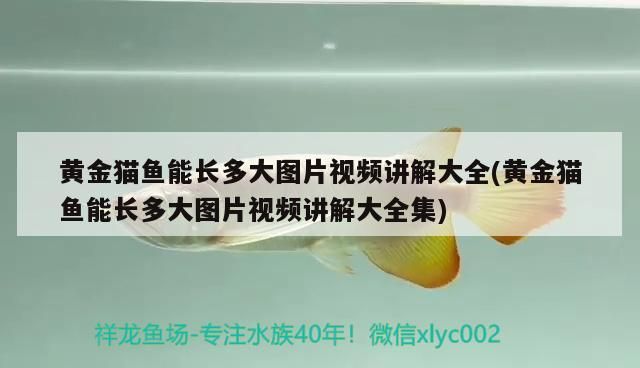 黃金貓魚能長多大圖片視頻講解大全(黃金貓魚能長多大圖片視頻講解大全集)