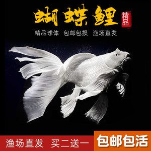 普身蝴蝶鯉魚苗視頻(普身蝴蝶鯉魚苗成長記錄及飼養技巧)