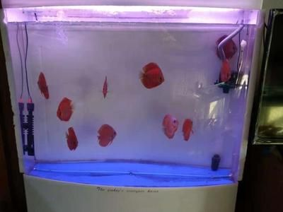 80的魚(yú)缸可以養(yǎng)幾條七彩神仙魚(yú)：七彩神仙魚(yú)的飼養(yǎng) 80的魚(yú)缸可以養(yǎng)幾條七彩神仙魚(yú)：七彩神仙魚(yú)的飼養(yǎng) 魚(yú)缸百科 第1張