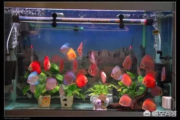 80的魚(yú)缸可以養(yǎng)幾條七彩神仙魚(yú)：七彩神仙魚(yú)的飼養(yǎng) 80的魚(yú)缸可以養(yǎng)幾條七彩神仙魚(yú)：七彩神仙魚(yú)的飼養(yǎng) 魚(yú)缸百科 第3張