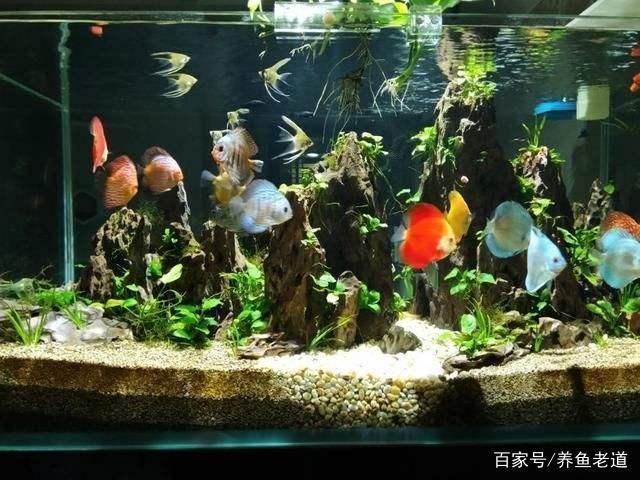 80的魚(yú)缸可以養(yǎng)幾條七彩神仙魚(yú)：七彩神仙魚(yú)的飼養(yǎng) 80的魚(yú)缸可以養(yǎng)幾條七彩神仙魚(yú)：七彩神仙魚(yú)的飼養(yǎng) 魚(yú)缸百科 第4張
