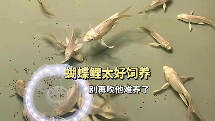 普直蝴蝶鯉不能養(yǎng)的原因（關(guān)于普直蝴蝶鯉不建議飼養(yǎng)的原因） 普直蝴蝶鯉不能養(yǎng)的原因（關(guān)于普直蝴蝶鯉不建議飼養(yǎng)的原因） 蝴蝶鯉百科 第1張