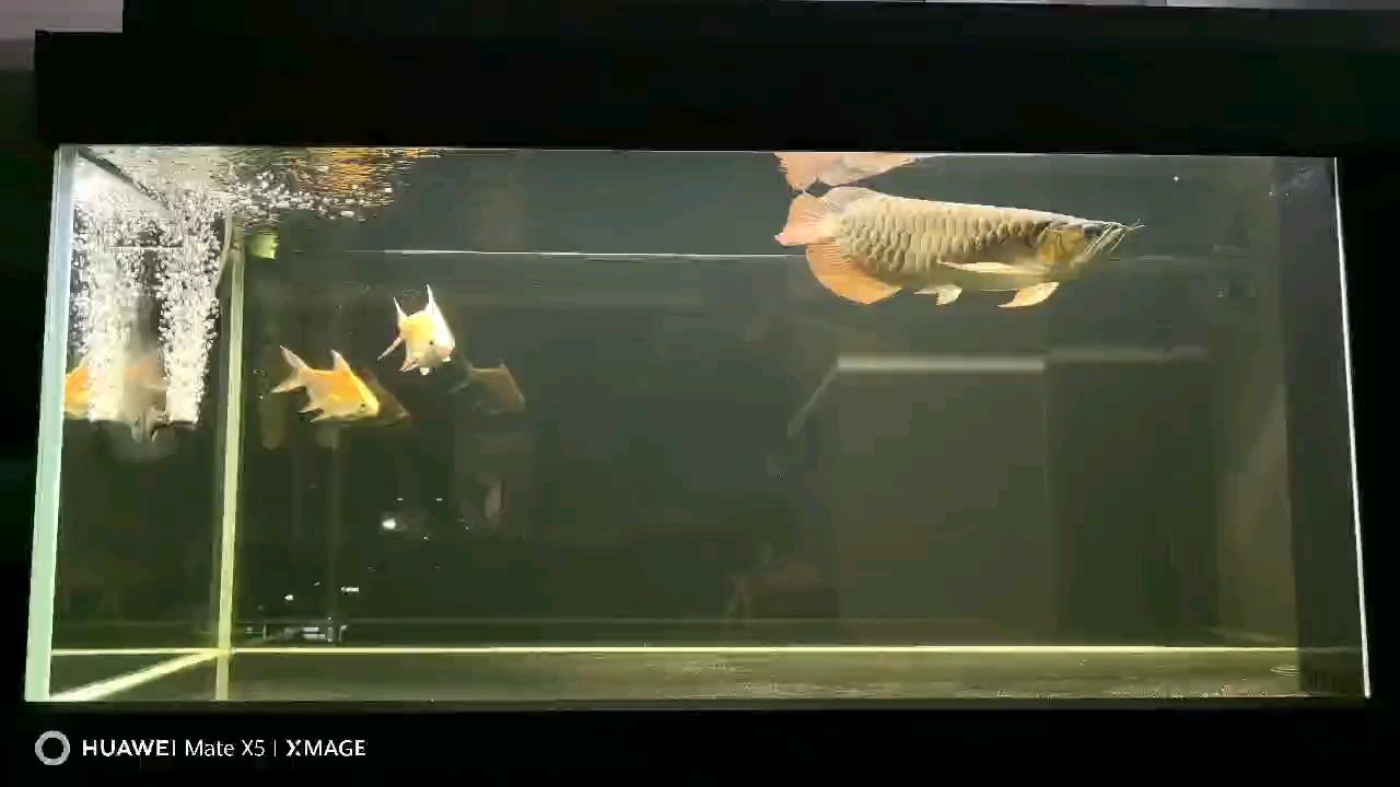 曬曬魚 曬曬魚 龍魚論壇