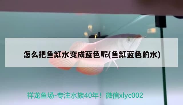 怎么把魚缸水變成藍色呢(魚缸藍色的水) 怎么把魚缸水變成藍色呢(魚缸藍色的水) iwish愛唯希品牌魚缸