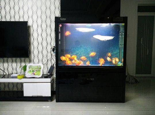 龍魚魚缸太小的影響，魚缸太小會對龍魚的健康產生重大影響