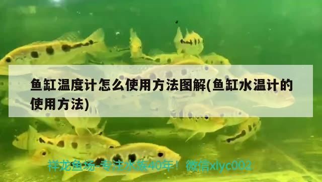 龍魚缸溫度計最簡單處理方法是什么vs祥龍魚場:龍魚缸溫度計最簡單處理方法是什么 vs祥龍魚場 第5張 龍魚缸溫度計最簡單處理方法是什么vs祥龍魚場:龍魚缸溫度計最簡單處理方法是什么 龍魚缸溫度計最簡單處理方法是什么vs祥龍魚場:龍魚缸溫度計最簡單處理方法是什么 vs祥龍魚場 第5張