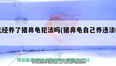 已經(jīng)養(yǎng)了豬鼻龜犯法嗎(豬鼻龜自己養(yǎng)違法嗎)