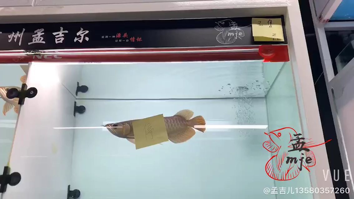 海東觀賞魚市場孟吉爾～紅外線F1起飛 海東觀賞魚市場孟吉爾～紅外線F1起飛 廣州孟吉爾 第2張