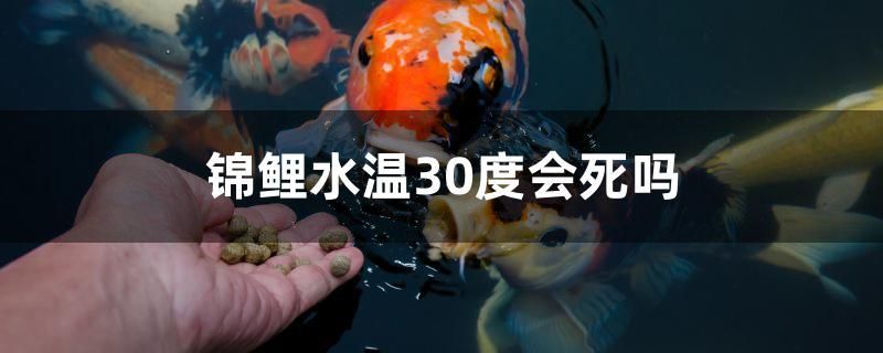 錦鯉水溫30度會死嗎
