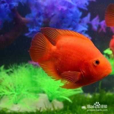 元寶鳳凰魚怎么養的好看圖片欣賞:元寶鳳凰魚的飼養方法 元寶鳳凰魚百科 第5張 元寶鳳凰魚怎么養的好看圖片欣賞:元寶鳳凰魚的飼養方法 元寶鳳凰魚怎么養的好看圖片欣賞:元寶鳳凰魚的飼養方法 元寶鳳凰魚百科 第5張