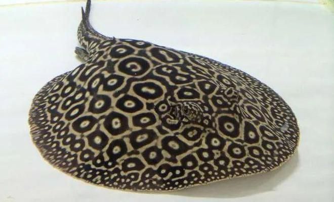 魟魚得白點病嗎：[需手動填充]魚可能得白點病嗎 魟魚得白點病嗎：[需手動填充]魚可能得白點病嗎 魟魚百科 第2張
