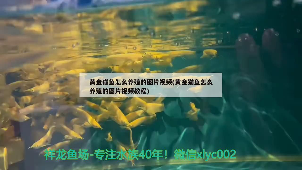 黃金貓魚怎么養殖的圖片視頻(黃金貓魚怎么養殖的圖片視頻教程)