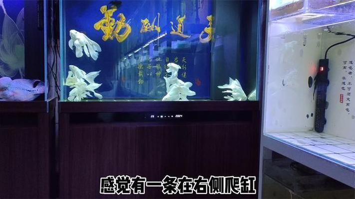 蝴蝶鯉不愛游動總是趴缸（蝴蝶鯉趴缸不愛游動怎么辦） 蝴蝶鯉不愛游動總是趴缸（蝴蝶鯉趴缸不愛游動怎么辦） 蝴蝶鯉百科 第2張