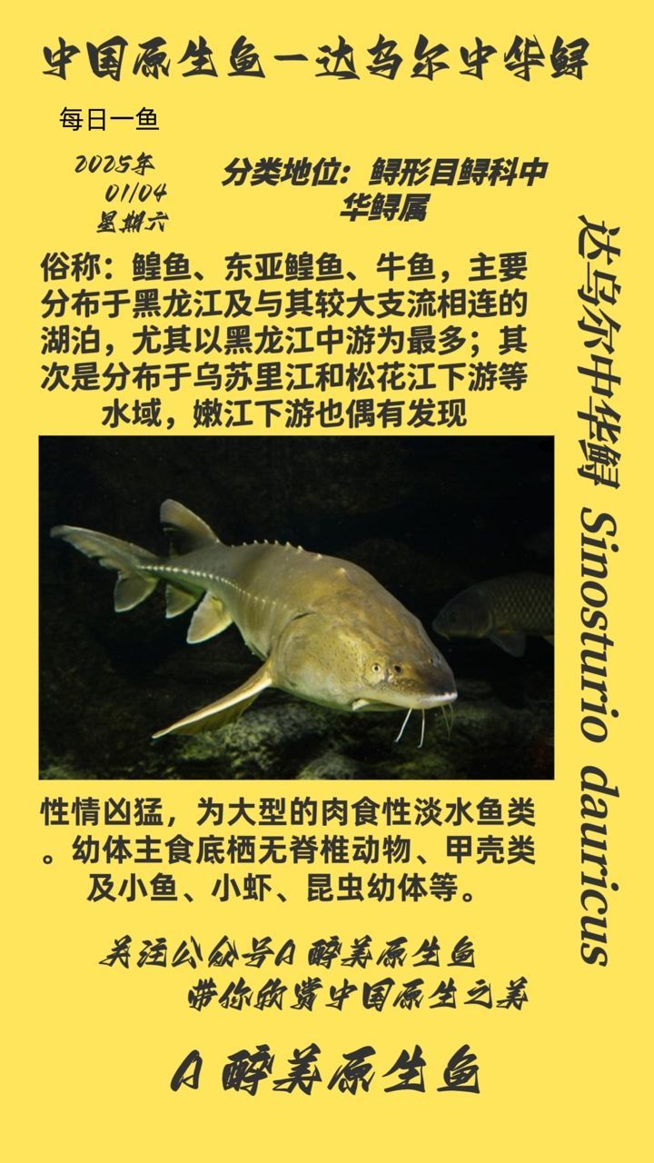 達烏爾中華鱘 達烏爾中華鱘 龍魚論壇