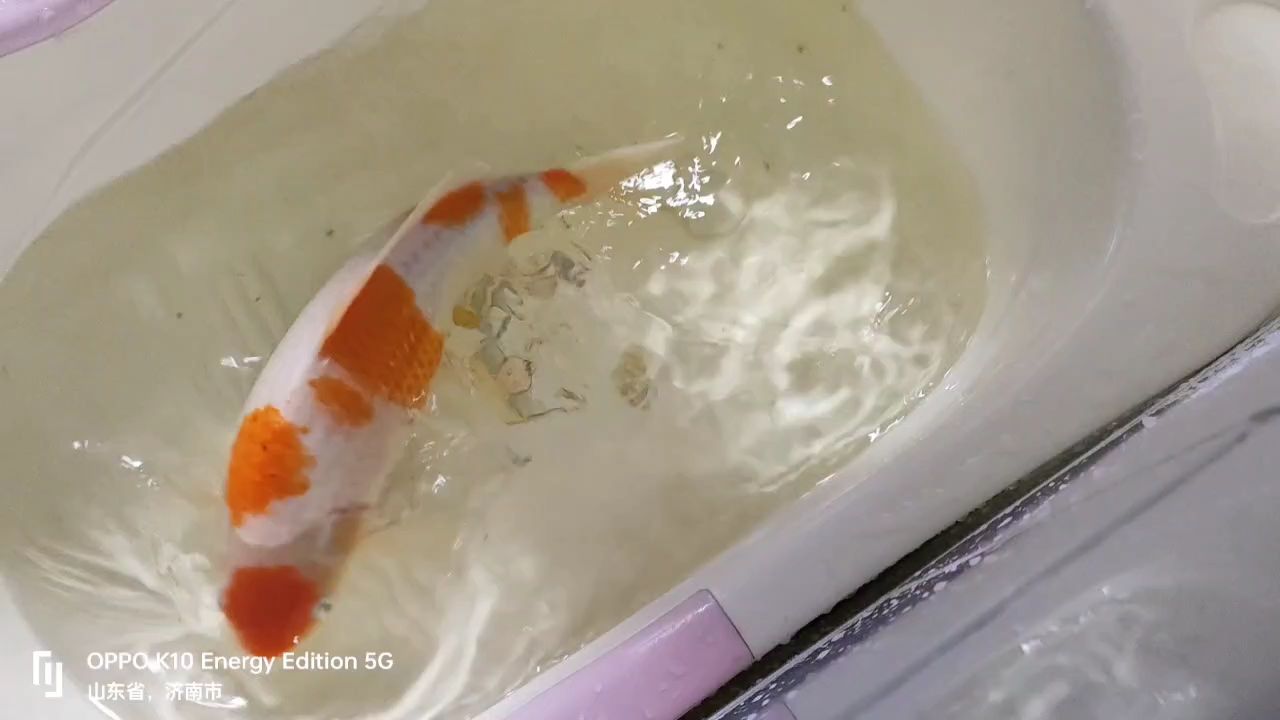 體格檢查 體格檢查 龍魚論壇