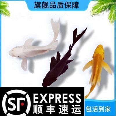 球體鯉苗多少錢一只（球體鯉苗價格）