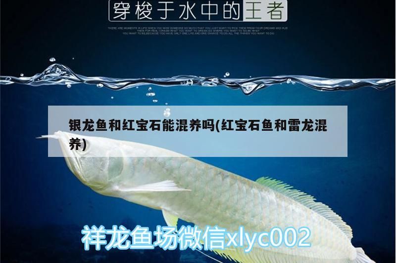 銀龍魚和紅寶石能混養嗎(紅寶石魚和雷龍混養) 銀龍魚和紅寶石能混養嗎(紅寶石魚和雷龍混養) 銀龍魚百科