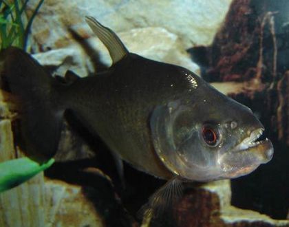 虎魚的食量多大可以吃：虎魚的食量因品種、尺寸和生長(zhǎng)階段不同而有所差異
