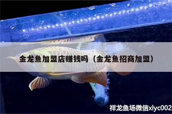 金龍魚加盟店賺錢嗎（金龍魚招商加盟） 金龍魚加盟店賺錢嗎（金龍魚招商加盟） 黃金貓魚百科