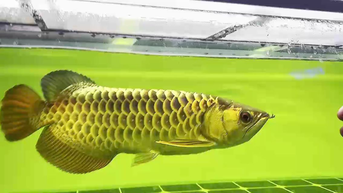 檢疫完狀態(tài)依舊飛起