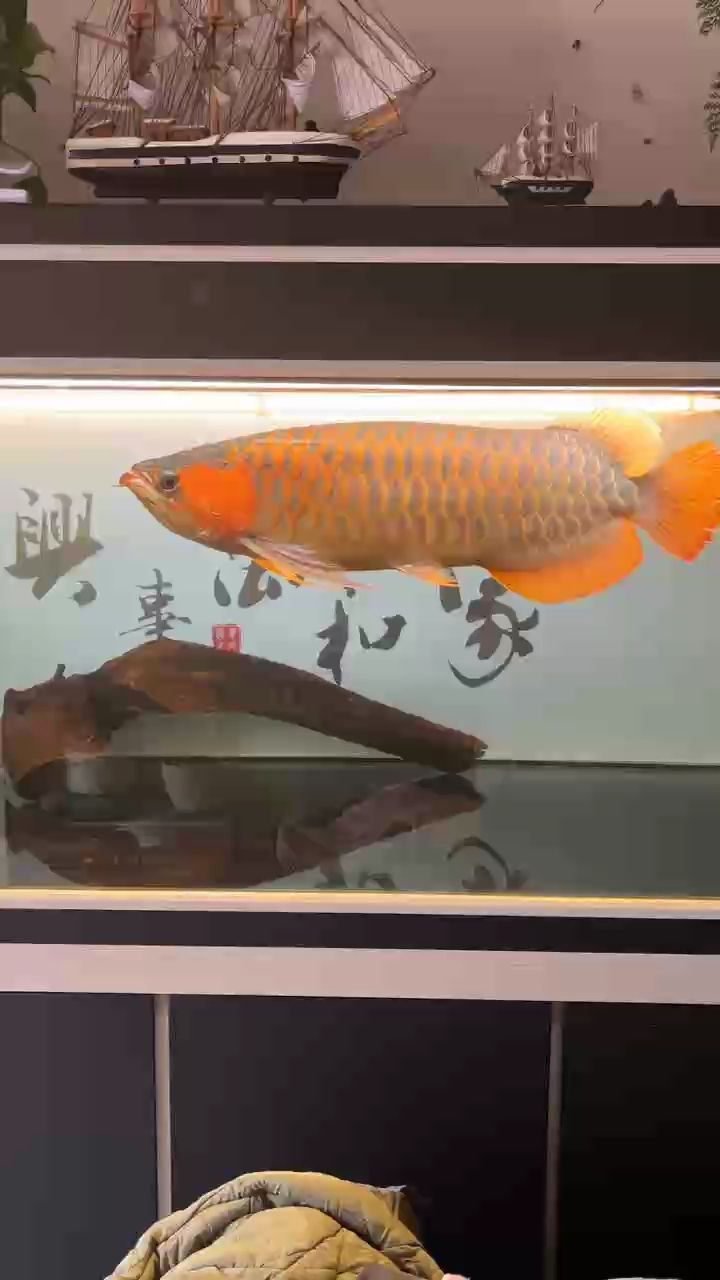 我的虎魚真菌感染了要怎么處理 白燈,更干凈 龍魚論壇 白燈,更干凈 白燈,更干凈 龍魚論壇