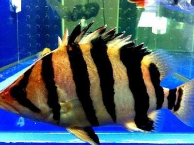 印尼虎魚吃什么發色好看圖片欣賞：印尼虎魚吃什么發色好看