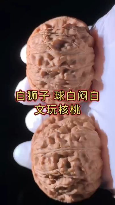 白獅子球白悶白 龍魚論壇 白獅子球白悶白 白獅子球白悶白 龍魚論壇