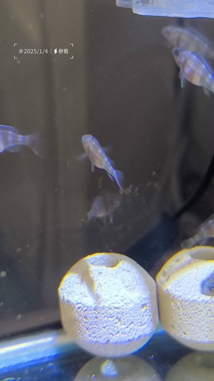 藍精靈