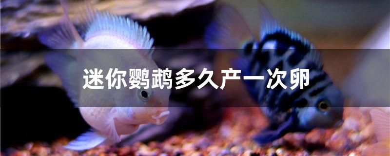 迷你鸚鵡多久產(chǎn)一次卵 迷你鸚鵡多久產(chǎn)一次卵 可麗愛魚缸