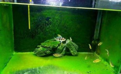 觀賞性金龍魚怎么養(yǎng) 龍魚百科 第2張 觀賞性金龍魚怎么養(yǎng) 觀賞性金龍魚怎么養(yǎng) 龍魚百科 第2張