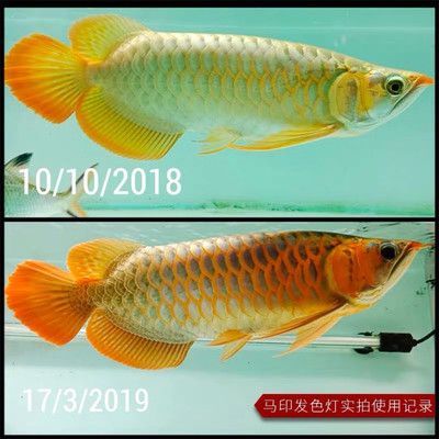 馬印13000K的燈對大紅龍有用嗎:馬印13000k發色燈對大紅龍有用嗎馬印13000k發色燈對大紅龍有用嗎 馬印水族 第3張 馬印13000K的燈對大紅龍有用嗎:馬印13000k發色燈對大紅龍有用嗎馬印13000k發色燈對大紅龍有用嗎 馬印13000K的燈對大紅龍有用嗎:馬印13000k發色燈對大紅龍有用嗎馬印13000k發色燈對大紅龍有用嗎 馬印水族 第3張