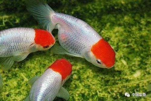 金龍魚幼魚維生素補充指南:金龍魚幼魚的維生素補充方式 金龍魚百科 第1張 金龍魚幼魚維生素補充指南:金龍魚幼魚的維生素補充方式 金龍魚幼魚維生素補充指南:金龍魚幼魚的維生素補充方式 金龍魚百科 第1張