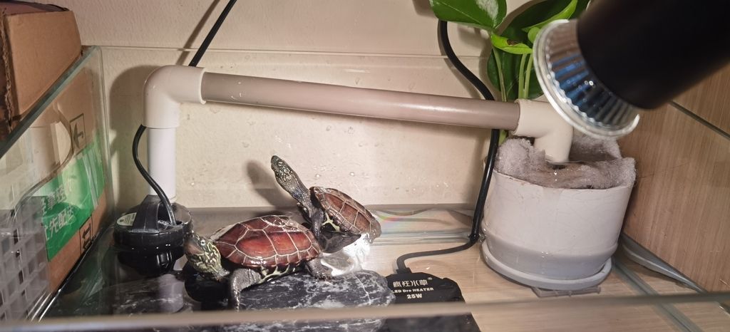 小圈圈 小圈圈 龍魚論壇 第1張