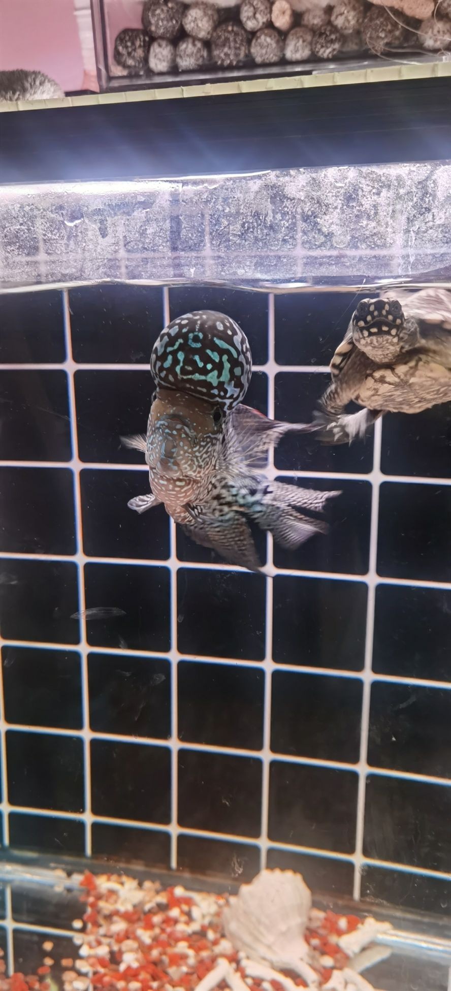 小圈圈 小圈圈 龍魚論壇 第2張