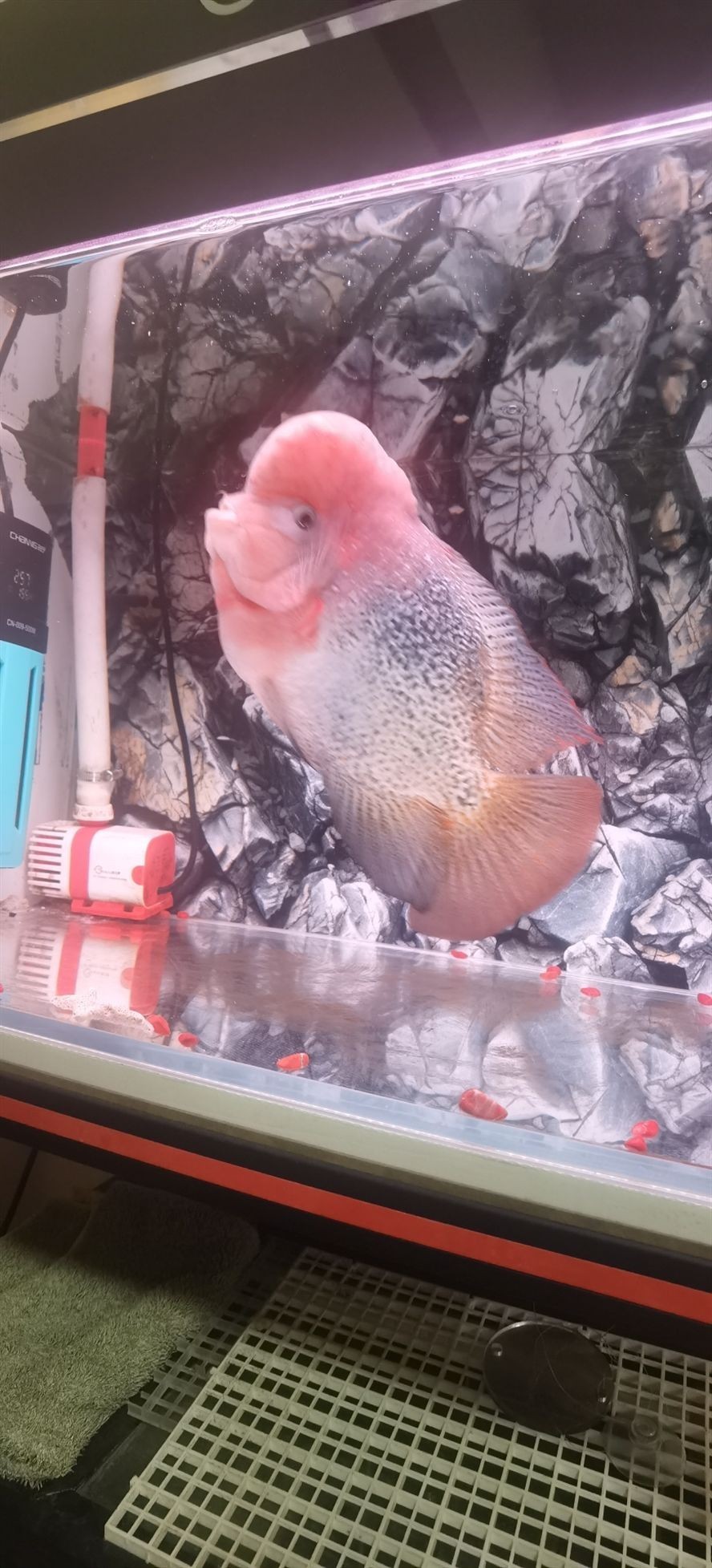 小圈圈 小圈圈 龍魚論壇 第3張