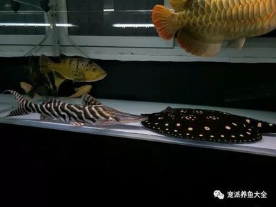 龍魚和魟魚一起養幾天換一次水：龍魚和魟魚一起養的換水頻率受到多種因素影響，需要注意一些問題